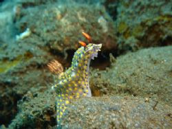 Painted hypselodoris sitting up and posing. sony T3 point... by Rory Ferguson 
